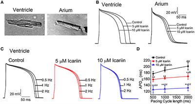 Icariin, a Novel Blocker of Sodium and Calcium Channels, Eliminates Early and Delayed Afterdepolarizations, As Well As Triggered Activity, in Rabbit Cardiomyocytes